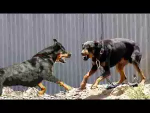 Video: Rottweiler Dogs VS Doberman Dogs